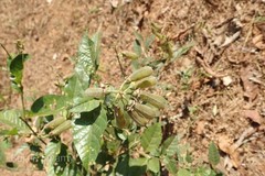 Crotalaria heyneana